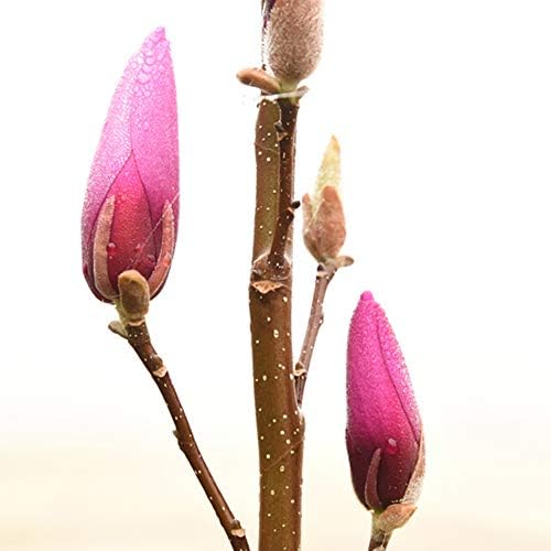Perfect Plants Ann Magnolia Tree, 3 Gallon, Live Plant - Image 4
