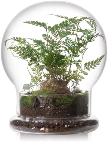 WHJY Round Glass Cloche for Indoor Plants Small Terrarium Glass Cloche with Base Mini Cloche Dome with Base for Display Home Decor by WHJY