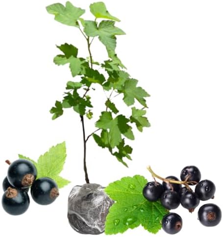 Consort Black Currant Bush Live Plant, Berry Fruit Cold Hardy 5-9" Tall by HILROQG