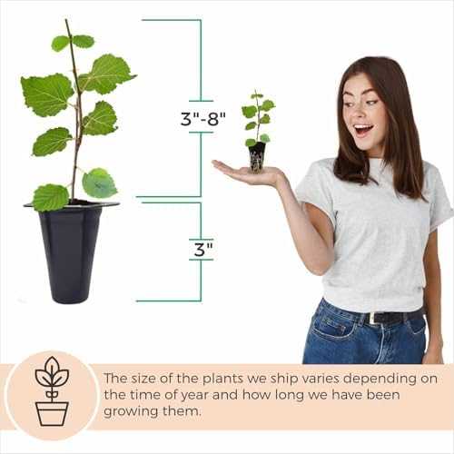 Mulberry Illinois Everbearing Plant (4 Pack) | Real Live Fruit Plants for Sale| Easy to Grow Live Plants for Organic Gardens | Organic Landscaping, and Indoor or Outdoor Planting. - Image 4