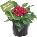 American Plant Exchange Penta 'Red Lace' – 6-Inch Pot – Live Flowering Plant with Deep Red Star-Shaped Blooms, Heat-Tolerant Outdoor Annual for Gardens, Patios, Containers & Pollinator Spaces by AmericanPlantExchange