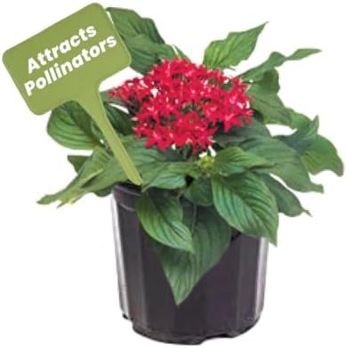 American Plant Exchange Penta 'Red Lace' – 6-Inch Pot – Live Flowering Plant with Deep Red Star-Shaped Blooms, Heat-Tolerant Outdoor Annual for Gardens, Patios, Containers & Pollinator Spaces by AmericanPlantExchange