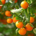 Clementine Mandarin Tree - 2-5 Inch Tall Live Plant - Potted Orange Fruit Seedling - Citrus x Clementina by Unknown