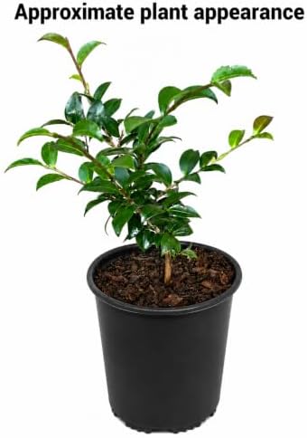 October Magic Orchid Camellia Shrub - 12-18" Tall Live Plant - Gallon Pot - Image 2