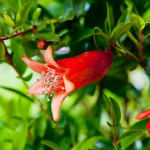 Pomegranate Wonderful Live for Sale (4 Pack) | Easy to Grow Plants | Edible Fruit Plant for Sustainable Living | Grow Your own Food on Your Edible Organic Garden| Live for Planting| 2 inch Pot - Image 5