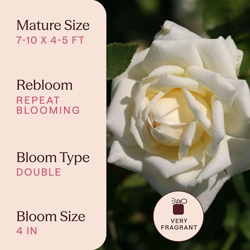 Heirloom Climbing Roses, Live Own Root Plant, White Cap - Image 6
