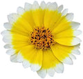 Tidy Tips Seeds - California Native Wildflower - 3500 Seeds by MardeRossCompany
