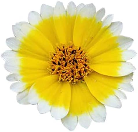 Tidy Tips Seeds - California Native Wildflower - 3500 Seeds by MardeRossCompany