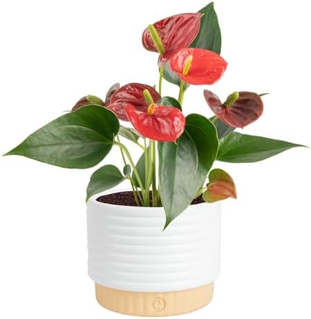 Costa Farms Anthurium, Live Indoor Plant, Easy Care, Home Decor by Unknown