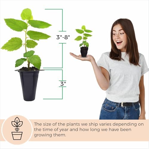 Jamaican Cherry Tree (4 Pack) Strawberry Tree | Live Plant for Sale | Easy to Grow Plants | Edible Fruit Plant for Sustainable Living | Grow Your Food on Your Edible Organic Garden - Image 4