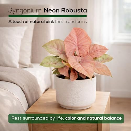 Syngonium Neon Robusta Plant (4 Pack) Live Starter Plants, Pink Arrowhead Vine Houseplants, Easy Care Indoor Tropical Plants Live, Colorful Foliage Plants - Image 5