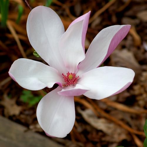 Jane Magnolia Live Plant, Ornamental Tree, 6-12 Inch Tall, 2.5 Inch Pot - Image 7