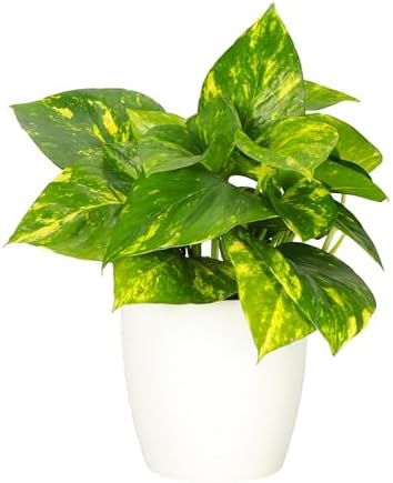 Live Golden Pothos, Indoor Vining Plant, Easy to Grow, 4" Pot by ThorsensGreenhouse