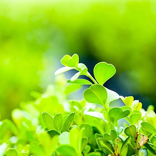 Perfect Plants Japanese Boxwood, 3 Gallon, Live Evergreen Shrub - Image 4