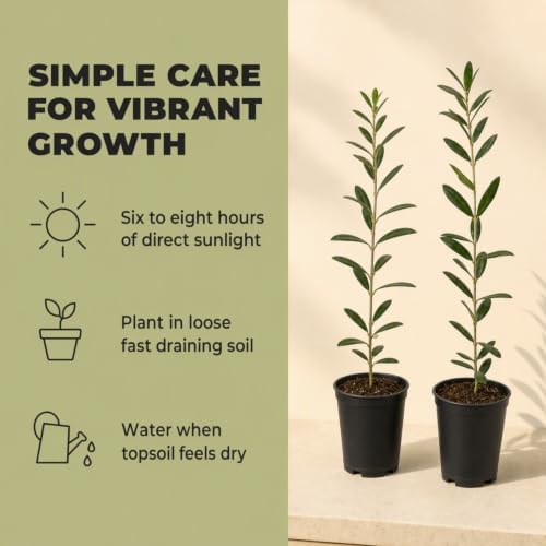 ragnaroc Arbequina Olive Tree Live Plant, 2-Inch Plug, 10+ Inches Tall, 4ct - Image 5