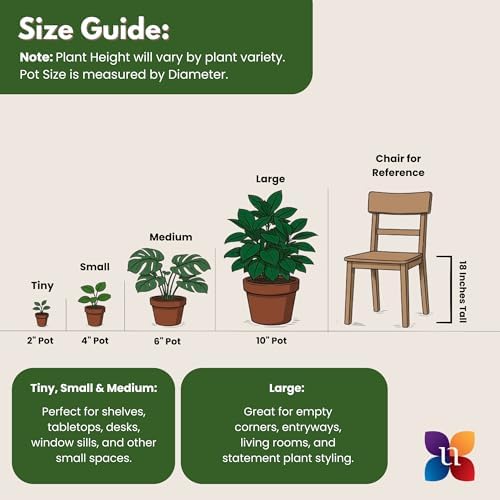 ZZ Plant 2-Pack Raven Black ZZ & Classic Green ZZ Live Indoor Plants United Nursery in 4-Inch Decorative Pots Rare Dark Foliage Houseplants for Home and Office Decor - Image 5