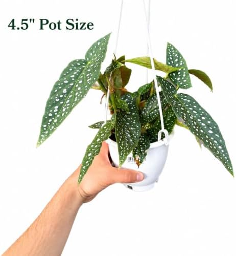 Begonia White Ice Live Plant - 4.5 Inch Hanging Pot Indoor Houseplant - Image 2