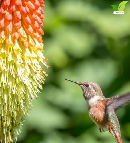 Votaniki Red Hot Poker Uvaria Top Size Bare Root Kniphofia Perennial with Red Orange Yellow Flower Spikes Summer Blooming Plant for Borders Pollinator Gardens and Cut Flowers (Pack of 12) - Image 2