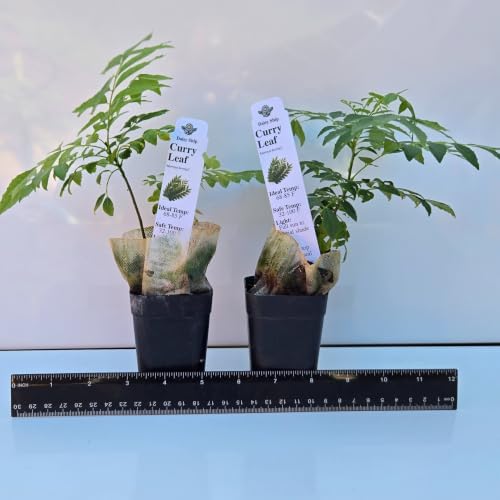 Daisy Ship Curry Leaf Plant Live Murraya Koenigii - 2 x 2-in Cups by DaisyShip