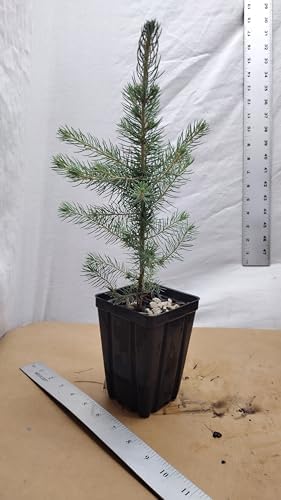Colorado Blue Spruce Tree in a Nursery Pot. Picea pungens. Great for Ornamental Landscaping and Bonsai - Image 6