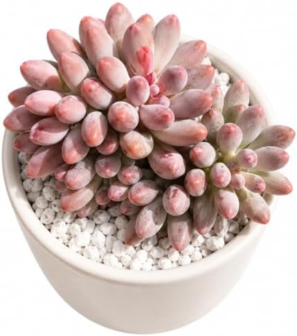 Pachyphytum 'Baby Finger' 3 Inch Clustered Bare Root Succulent Plant by Unknown