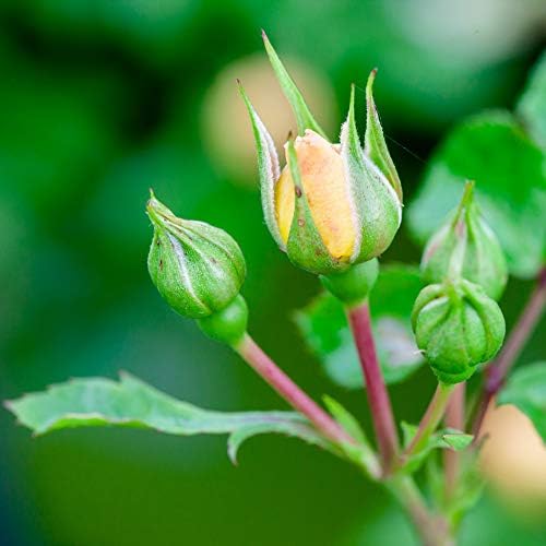 Perfect Plants Popcorn Drift Rose Bush, 1 Gallon, Live Plant - Image 4