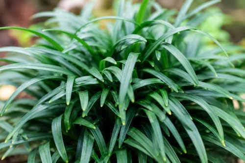 Dwarf Mondo Grass | 40 Live Plants | Japonicus Nanus | Shade Loving Evergreen Lilyturf Groundcover - Image 3