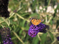Greenwood Nursery: Live Shrub Plants - Monarch Blue Knight Butterfly Bush + Buddleja/Buddleia Davidii - [Qty: 10x Pint Pots] - (Click for Other Available Plants/Quantities) by GreenwoodNursery