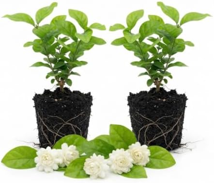 2 Grand Duke Jasmine Live Plants, Fragrant Flowering Shrubs, 4-6" Tall - Image 5