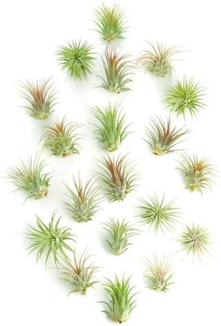 Shop Succulents - Live Ionantha Mini Tillandsia Indoor Air Plants, 20 Pack by ShopSucculents