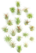 Shop Succulents - Live Ionantha Mini Tillandsia Indoor Air Plants, 20 Pack by ShopSucculents