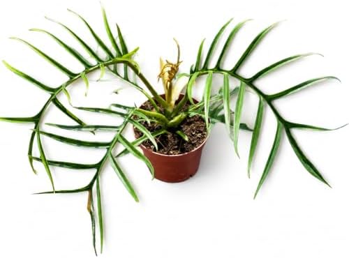 Philodendron Tortum Live Plant - Rare Split Leaf Houseplants with Heat Pack by NYCitySucculents