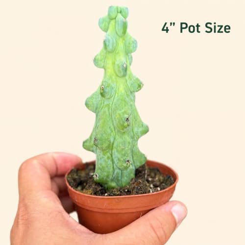 Boobie Cactus Live Plant, Rare Sculptural Indoor Outdoor Succulent - 4 inch - Image 3