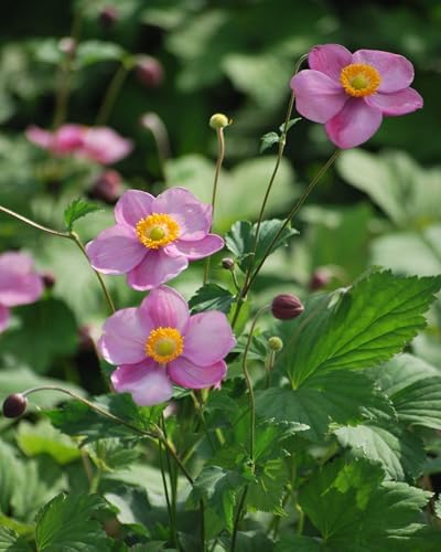 Perennial Farm Anemone Tomentosa 'Robustissima' – Live Windflower Perennial in #1 Container, Soft Pink Blooms, Vigorous & Hardy, Long Blooming, Deer Resistant, Ideal for Borders & Late Summer Color by PerennialFarmMarketplace