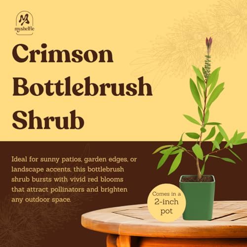 Bottle Brush Plant Live, Red Callistemon Citrinus Shrub, 2-Inch Pot, 5-Pack - Image 5