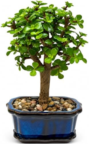 Jade Bonsai Tree Live Plant, Easy Care Indoor Succulent Houseplant by NYCitySucculents