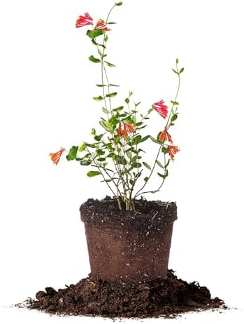 Perfect Plants Coral Honeysuckle Live Plant, 1 Gallon, Native Vine by PerfectPlantsNursery