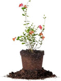 Perfect Plants Coral Honeysuckle Live Plant, 1 Gallon, Native Vine by PerfectPlantsNursery