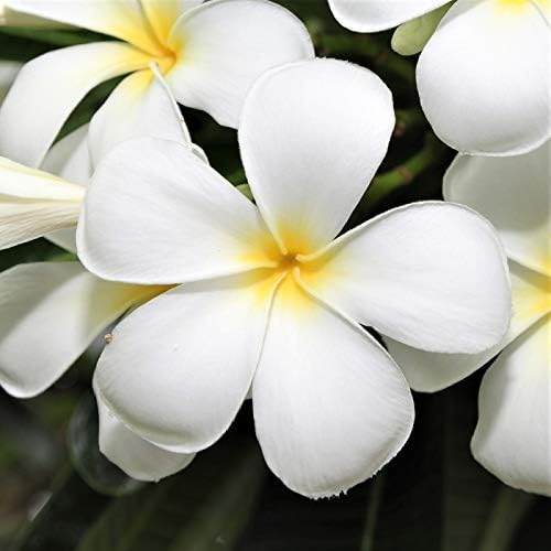 Live Hawaiian White Plumeria Plant Cutting 10 Inch Easy Root Tropical by Discount+Hawaiian+Gifts