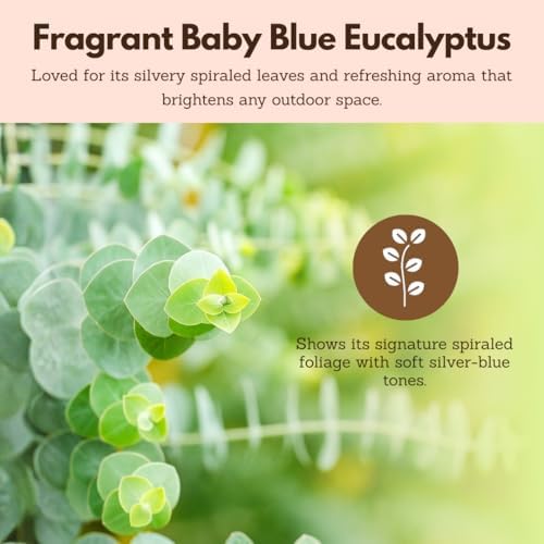 Spiral Gray Eucalyptus Bonsai Tree, Baby Blue EucalyptusPlant 2 Inch Pot (3) - Image 6