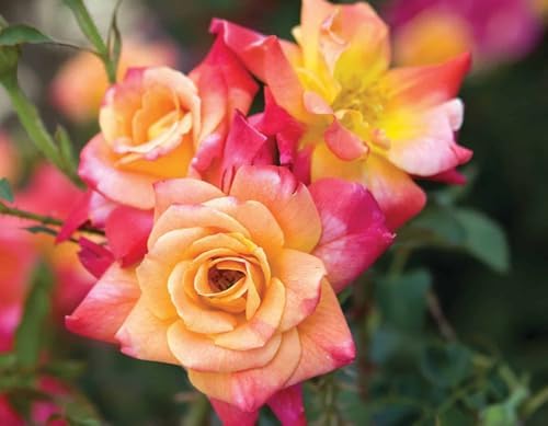 Joseph's Coat Climbing Rose - Live Plant - (1 QT) by New+Life+Nursery+%26+Garden