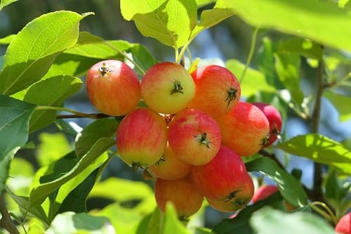 Live Crabapple Tree Plants – Fruit-Bearing Ornamental Trees with Red Crabapples – Outdoor Garden Tree – Hardy Flowering Landscape Plant – Starter Live Tree for Yard or Patio (5 Trees) - Image 2