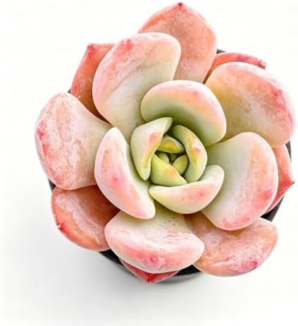 Sprout N Green Echeveria 'Star Mark', Live Succulent Plant by SproutNGreen