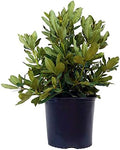 Green Promise Farms Rhododendron CAT. `NOVA ZEMBLA` Evergreen, 3 Size Container, red Flowers by GreenPromiseFarms