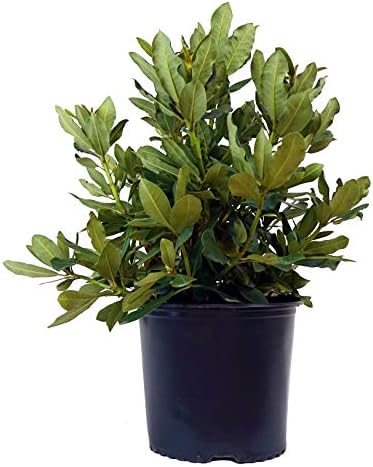 Green Promise Farms Rhododendron CAT. `NOVA ZEMBLA` Evergreen, 3 Size Container, red Flowers by GreenPromiseFarms