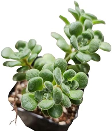 Live Succulent Cactus Plants (2" Pot Aeonium Irish Bouquet) - Image 2