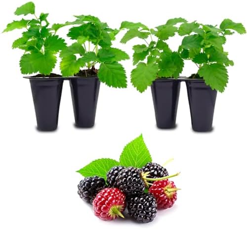 Boysenberry Plant (4 Pack) | Live Fruit Plant for Planting | Large, Juicy & Sweet Berries | Thorny & High-Yielding Variety | Grow Your Own Food in Your Edible Organic Garden | Perfect for Fresh Eating by FamPlants