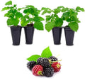 Boysenberry Plant (4 Pack) | Live Fruit Plant for Planting | Large, Juicy & Sweet Berries | Thorny & High-Yielding Variety | Grow Your Own Food in Your Edible Organic Garden | Perfect for Fresh Eating by FamPlants