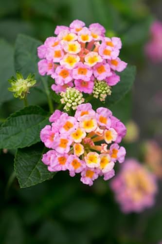 Mozelle Hardy Lantana Live Plant 4 Plants – 2.5" Pots – Value Pack by Unknown