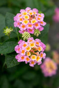 Mozelle Hardy Lantana Live Plant 4 Plants – 2.5" Pots – Value Pack by Unknown